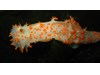 Photo of Sea Clown Nudibranch - Triopha modesta